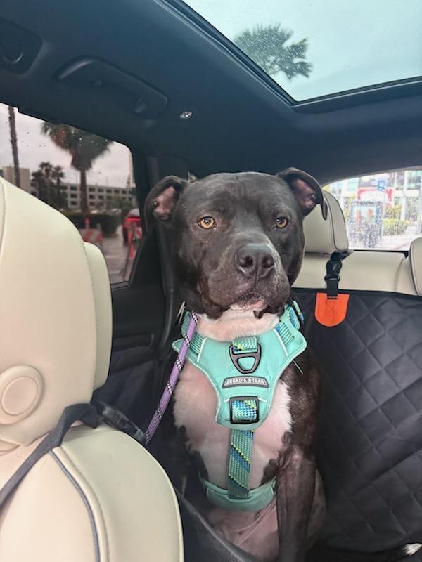 Jack Sparrow, a Adoptable American Staffordshire Terrier in Tigard, OR image 4/6
