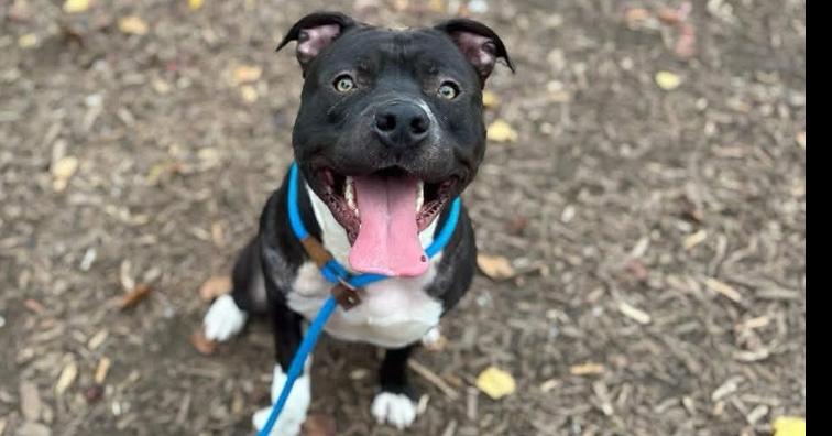 Jack Sparrow, a Adoptable American Staffordshire Terrier in Tigard, OR image 5/6