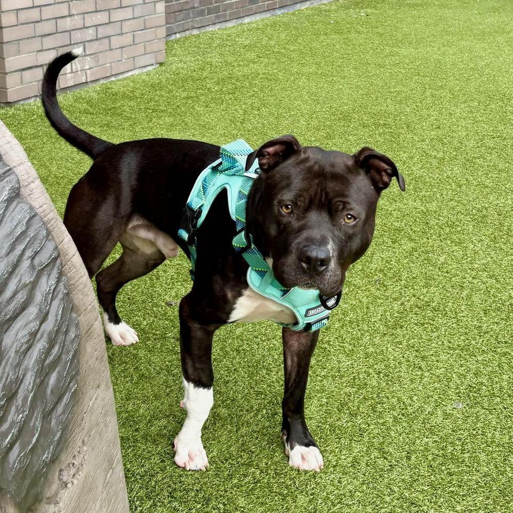 Jack Sparrow, a Adoptable American Staffordshire Terrier in Tigard, OR image 6/6