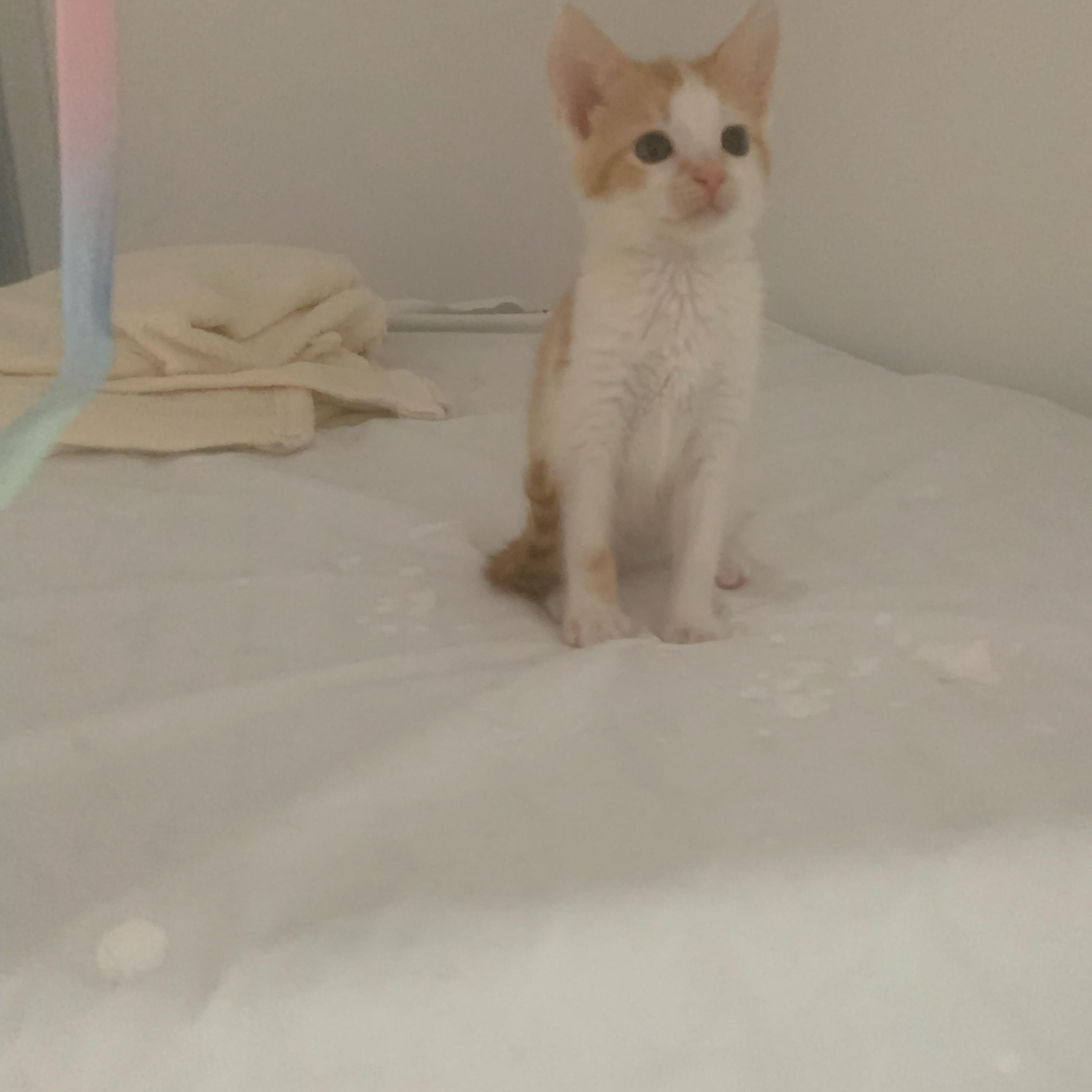 Tiny Babies, an adopted Domestic Short Hair in Boston, MA image 1/6