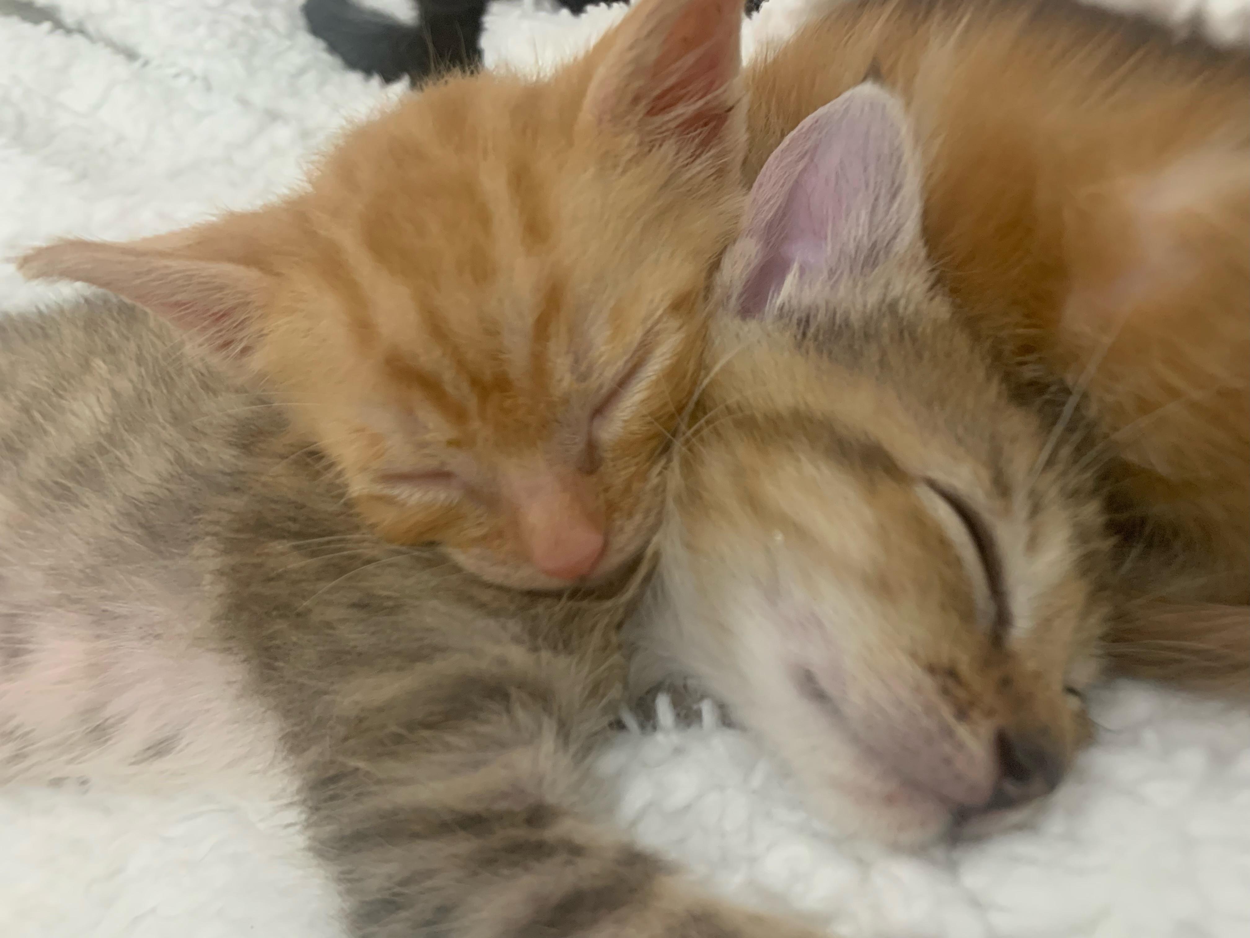 Tiny Babies, an adopted Domestic Short Hair in Boston, MA image 4/6