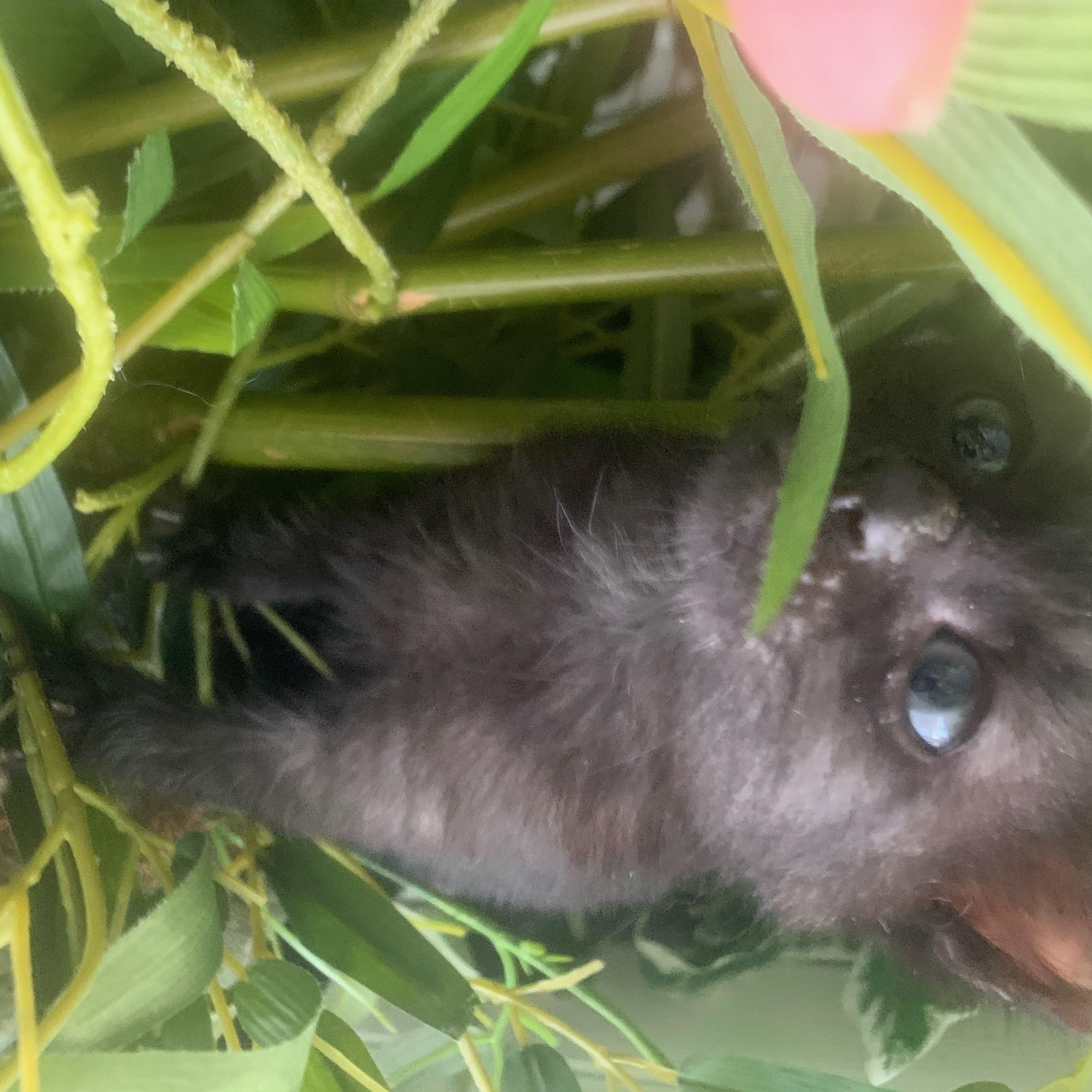 Tiny Babies, an adopted Domestic Short Hair in Boston, MA image 6/6