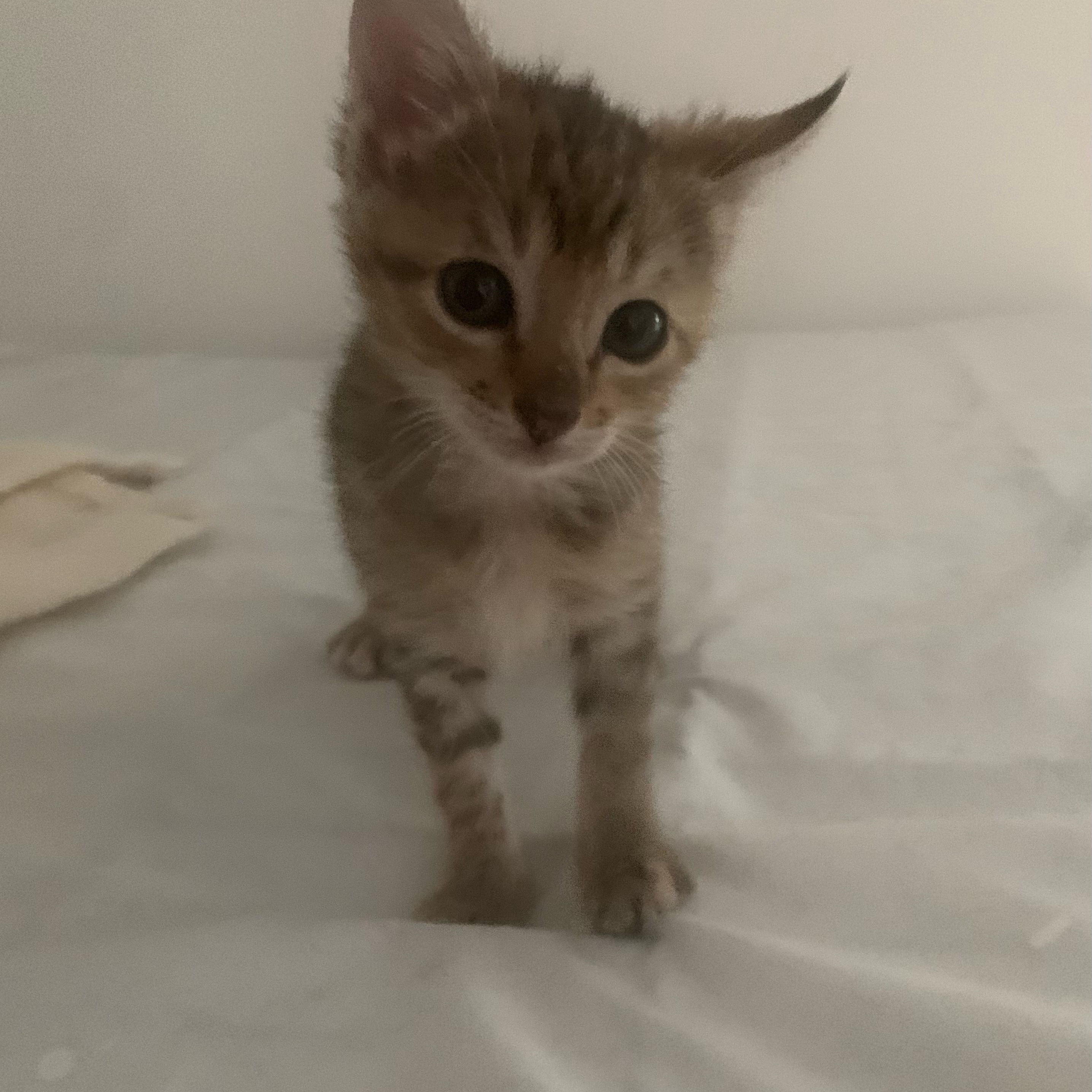 Tiny Babies, an adopted Domestic Short Hair in Boston, MA image 2/6