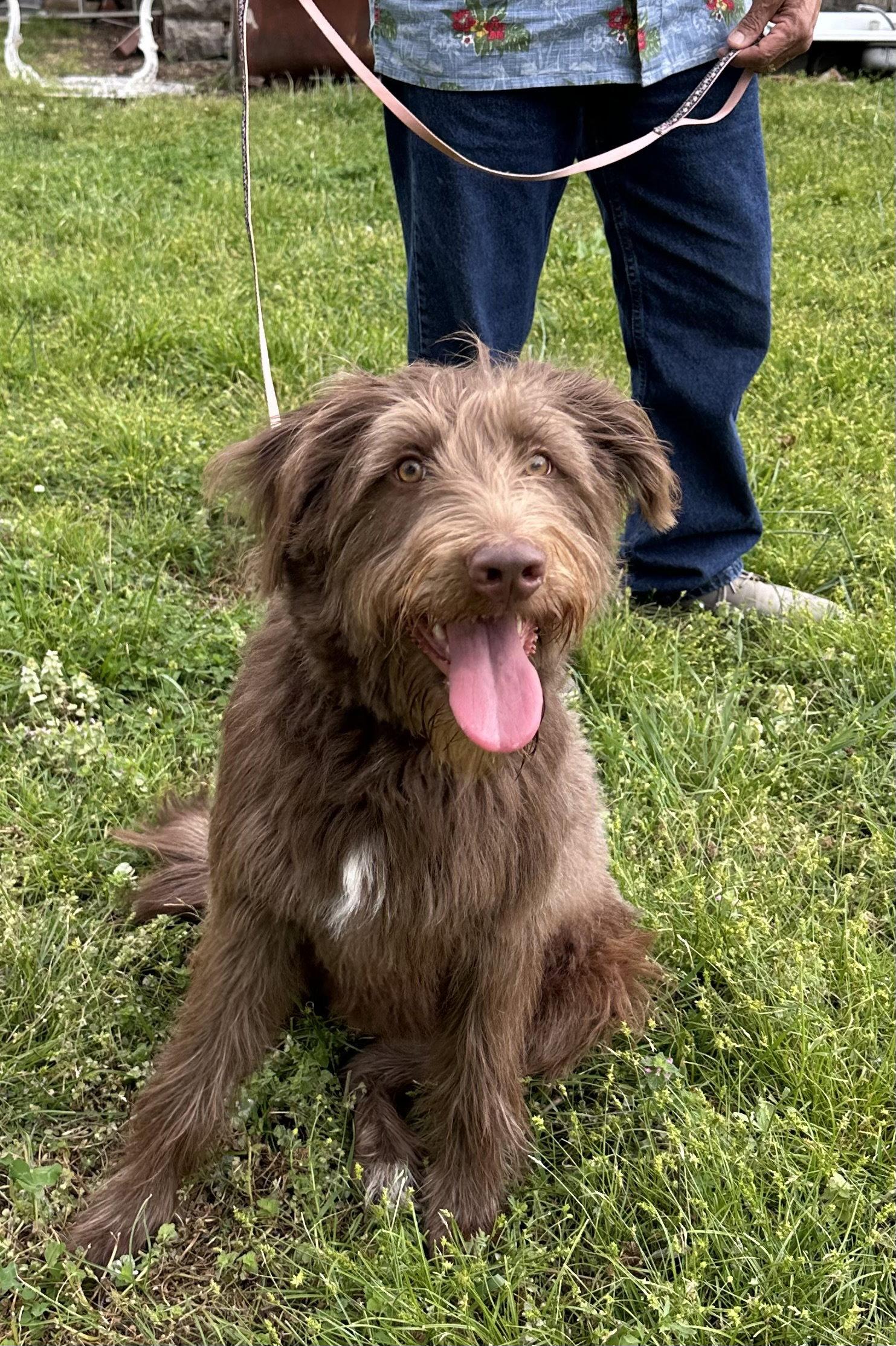 Enlarge Sniggle-Fritz, a Adoptable mixed breed in Wakefield, RI image 2/3