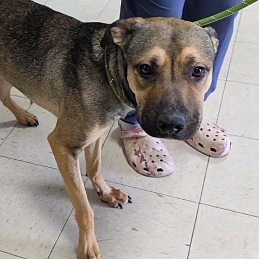 Enlarge Gemma, a Adoptable Mixed Breed in New Manchester, WV image 1/2