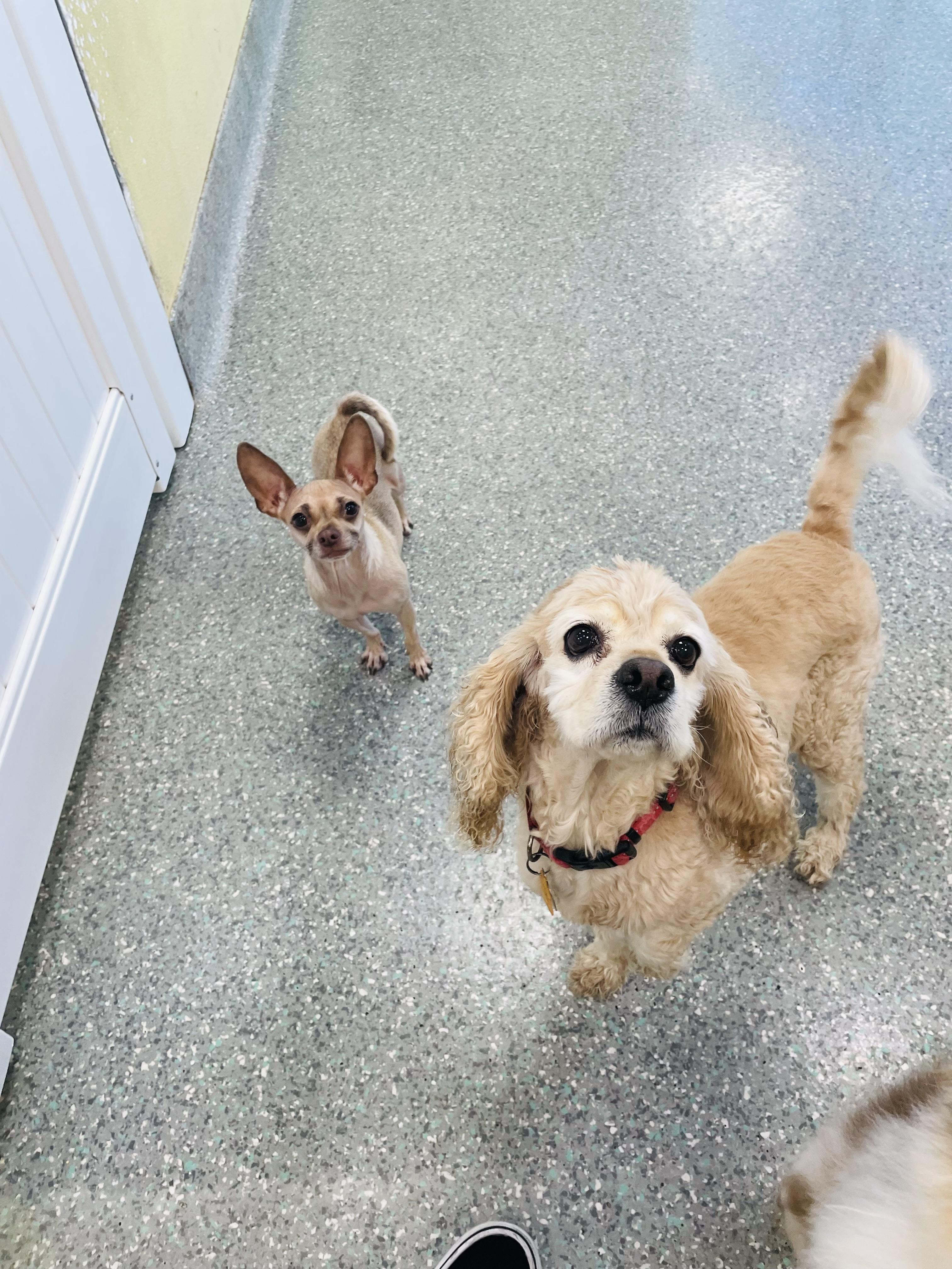 Betty, a Adoptable mixed breed in Rancho Santa Margarita, CA image 6/6