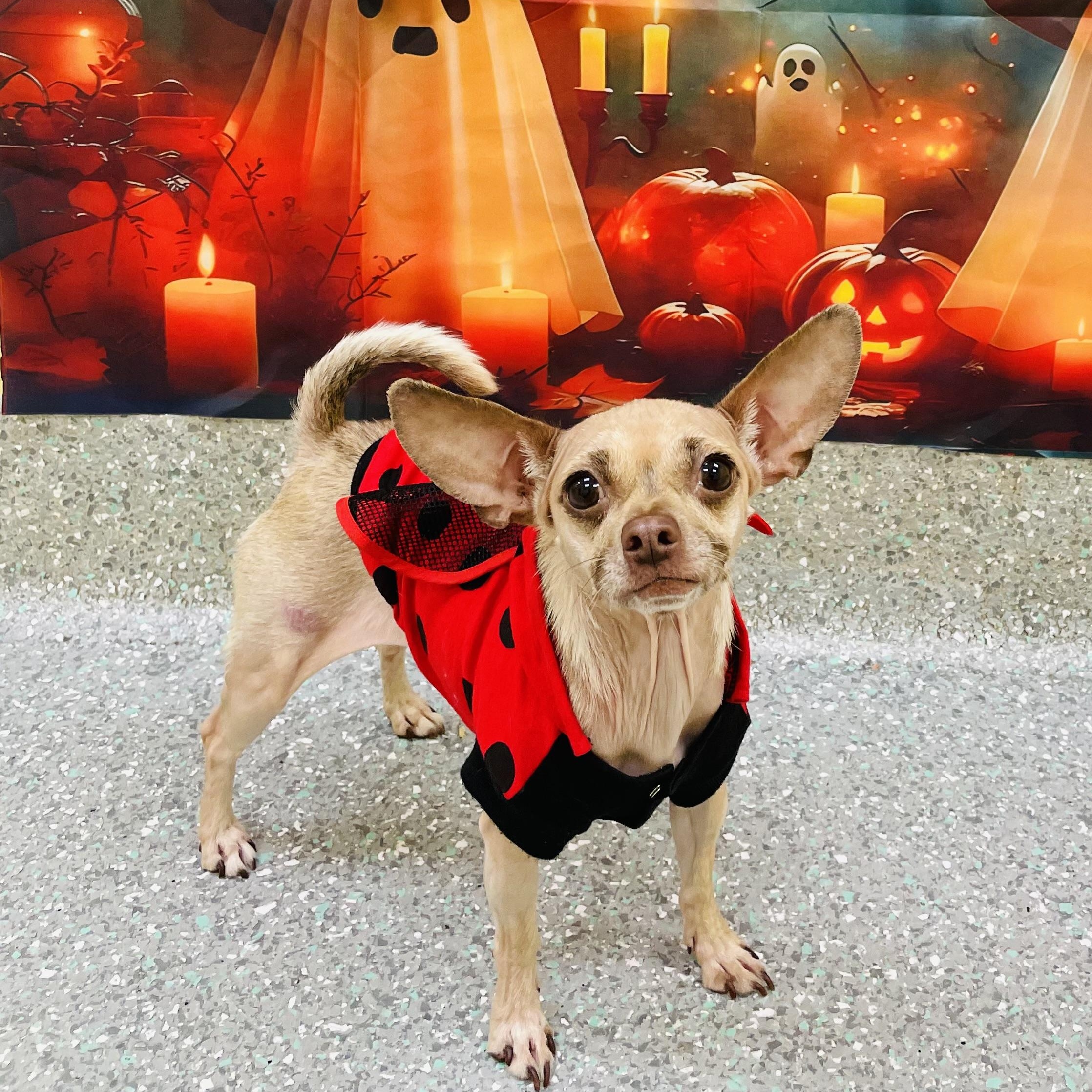 Betty, Adoptable, Adult Female Chihuahua.