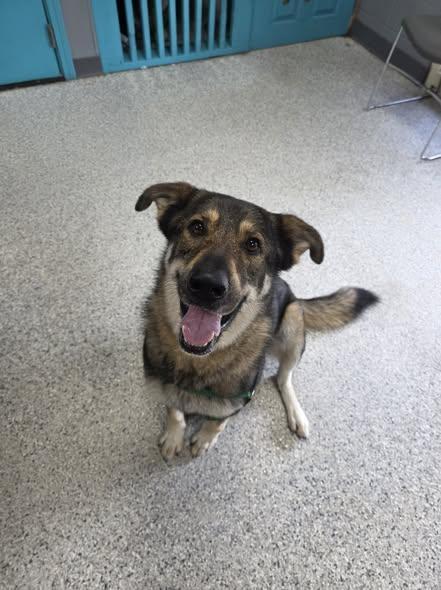 Enlarge Sally, a Adoptable mixed breed in Livingston, LA image 1/1