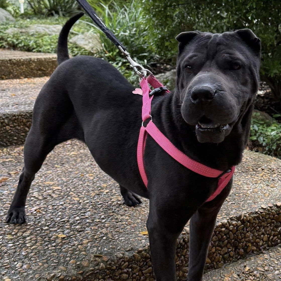 Enlarge Jettie, a Adoptable Shar-Pei in Redmond, WA image 6/6