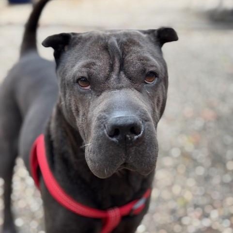 Enlarge Jettie, a Adoptable Shar-Pei in Redmond, WA image 3/6