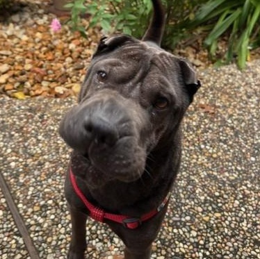 Enlarge Jettie, a Adoptable Shar-Pei in Redmond, WA image 2/6