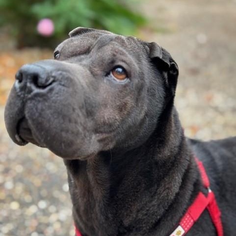 Jettie, Adoptable, Adult Female Shar-Pei.