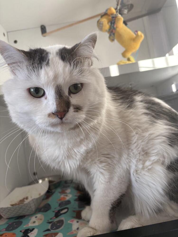 Enlarge Walter, a Adoptable mixed breed in Plymouth, MN image 2/6