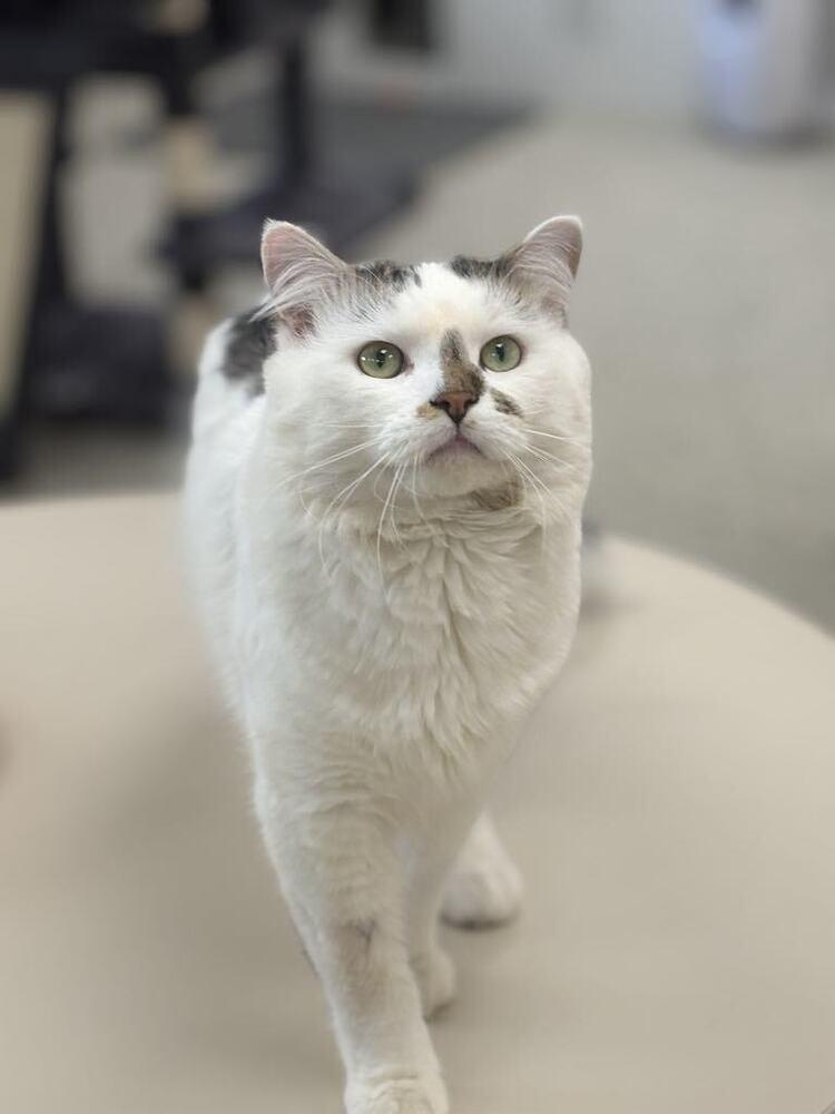Enlarge Walter, a Adoptable mixed breed in Plymouth, MN image 4/6