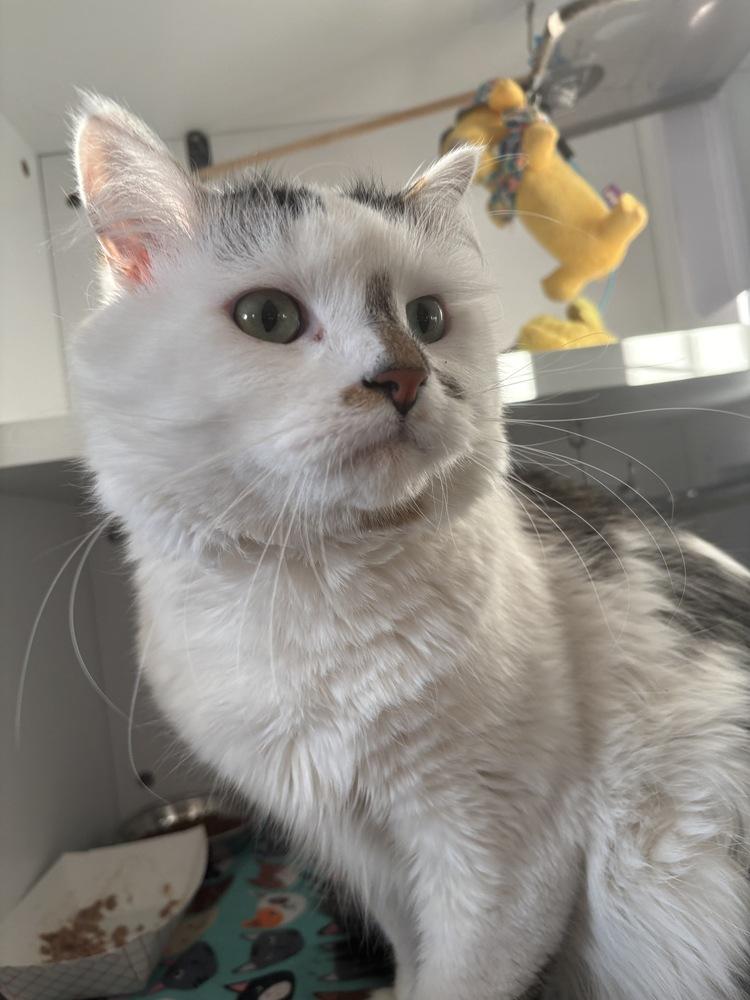 Enlarge Walter, a Adoptable mixed breed in Plymouth, MN image 6/6