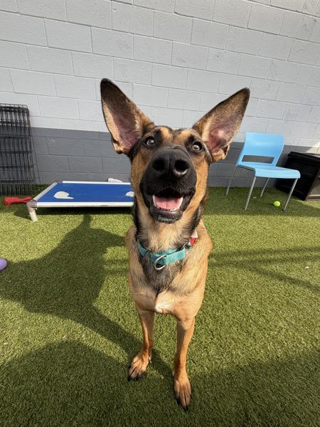 Enlarge Barnie, a Adoptable mixed breed in San Diego, CA image 1/6