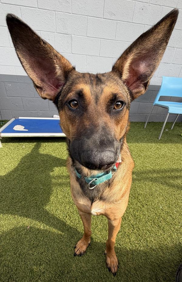 Enlarge Barnie, a Adoptable mixed breed in San Diego, CA image 2/6