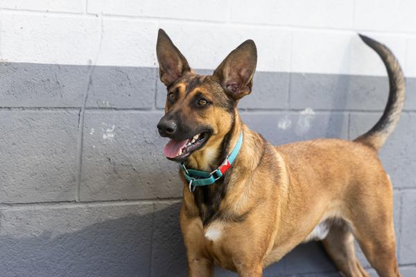 Enlarge Barnie, a Adoptable mixed breed in San Diego, CA image 3/6