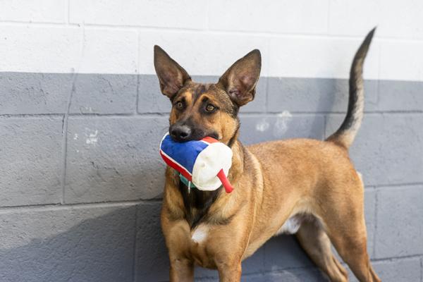 Enlarge Barnie, a Adoptable mixed breed in San Diego, CA image 4/6