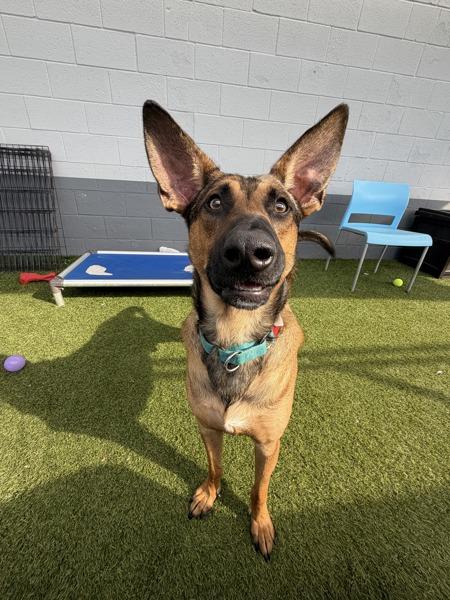 Enlarge Barnie, a Adoptable mixed breed in San Diego, CA image 5/6