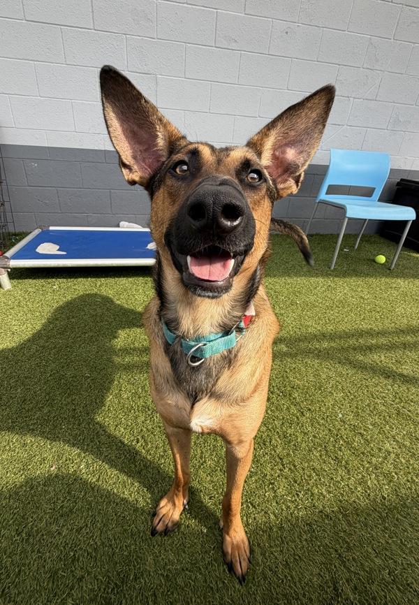 Enlarge Barnie, a Adoptable mixed breed in San Diego, CA image 6/6