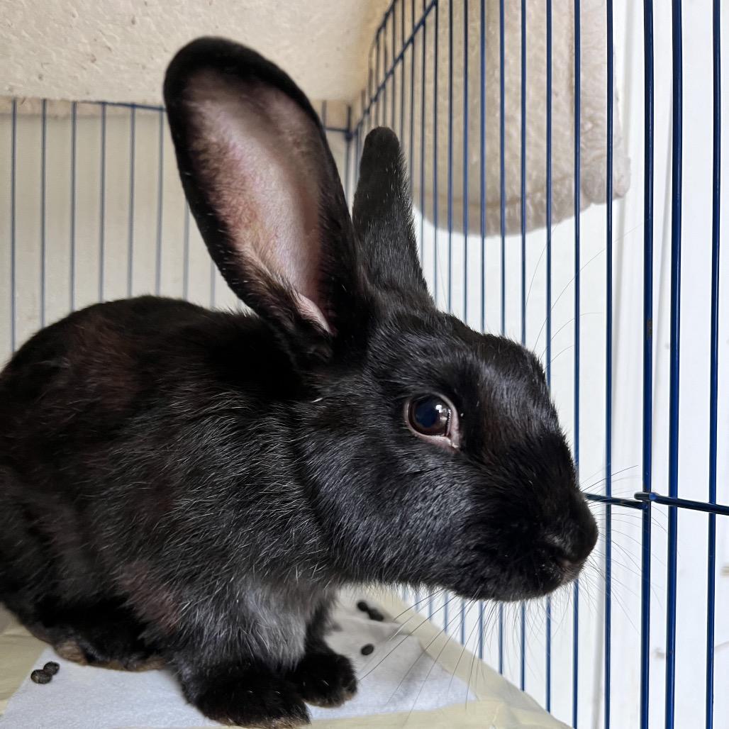 Morticia, Adoptable, Young Female American.