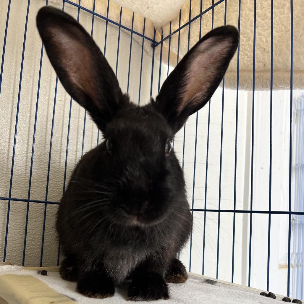 Enlarge Morticia, a Adoptable American in Kennesaw, GA image 2/2