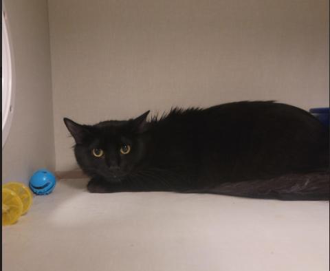 Enlarge Cyril, a Adoptable Domestic Medium Hair in Fort Collins, CO image 1/6