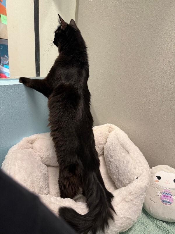 Enlarge Cyril, a Adoptable Domestic Medium Hair in Fort Collins, CO image 2/6