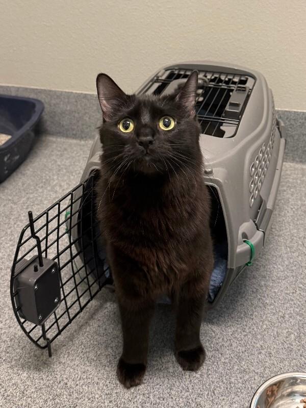 Enlarge Cyril, a Adoptable Domestic Medium Hair in Fort Collins, CO image 3/6