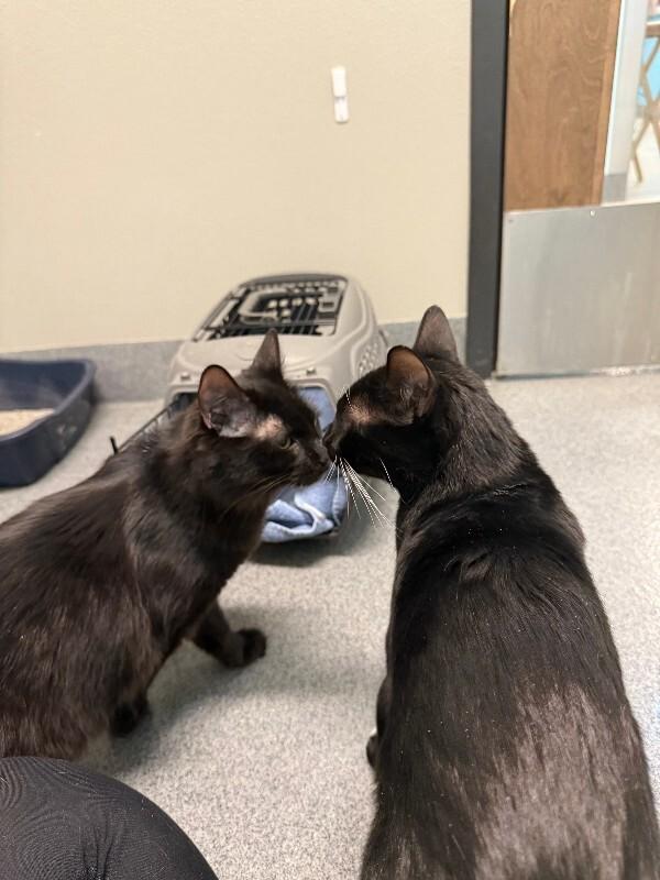 Enlarge Cyril, a Adoptable Domestic Medium Hair in Fort Collins, CO image 4/6