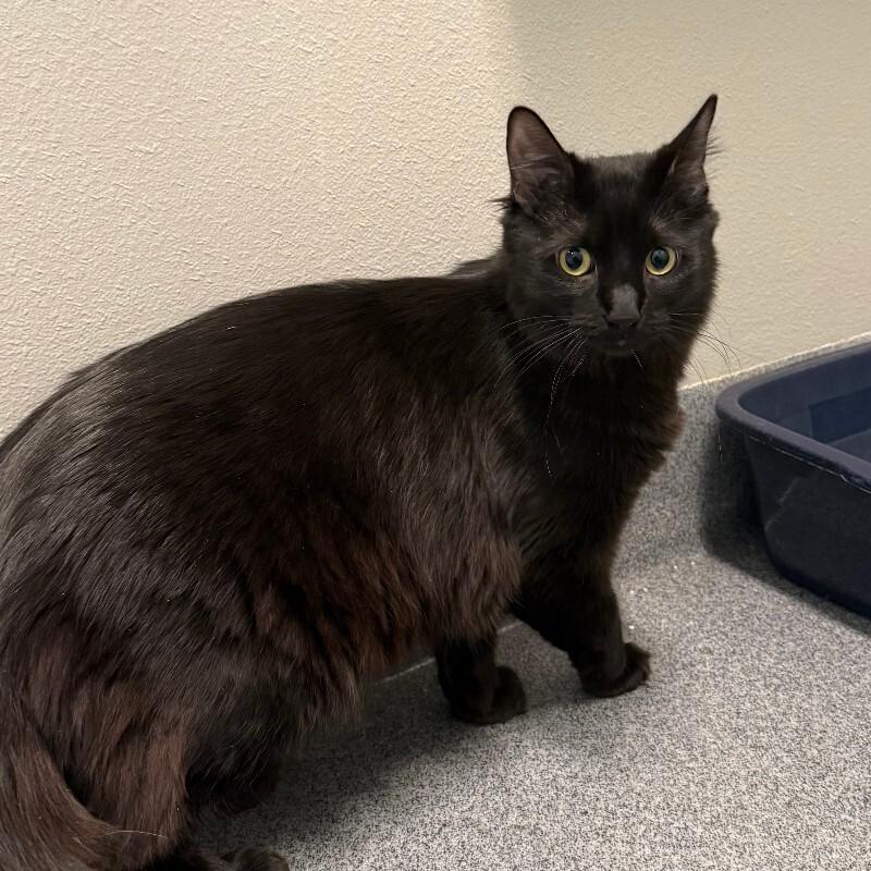 Enlarge Cyril, a Adoptable Domestic Medium Hair in Fort Collins, CO image 5/6