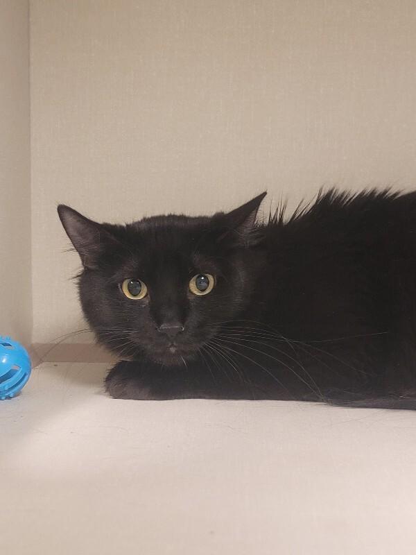 Enlarge Cyril, a Adoptable Domestic Medium Hair in Fort Collins, CO image 6/6