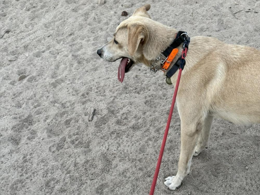 Enlarge Rosco, a ADOPTABLE mixed breed in Incline Village, NV image 6/6