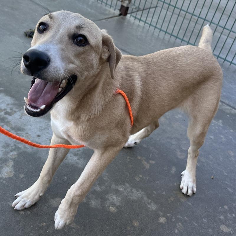 Rosco, a ADOPTABLE mixed breed in Incline Village, NV image 4/4