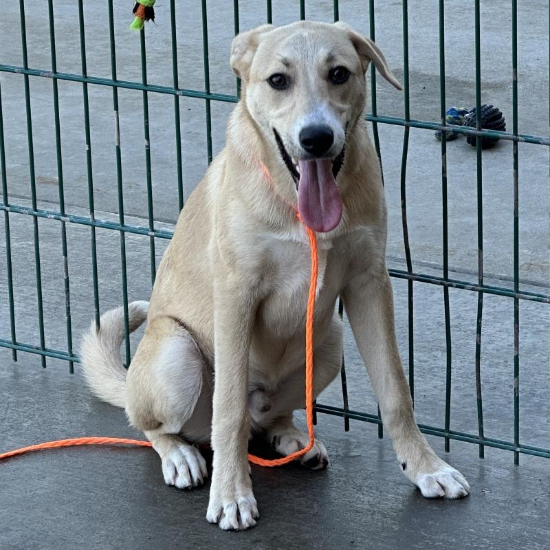 Rosco, ADOPTABLE, Young Male Yellow Labrador Retriever.
