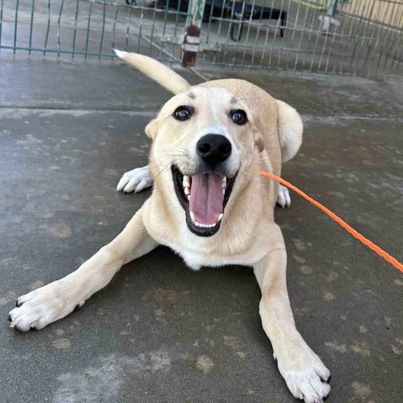 Rosco, a ADOPTABLE mixed breed in Incline Village, NV image 3/4