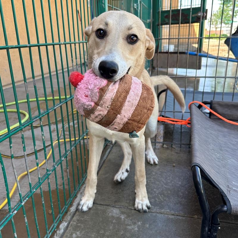 Rosco, ADOPTABLE, Young Male Yellow Labrador Retriever & Greyhound.