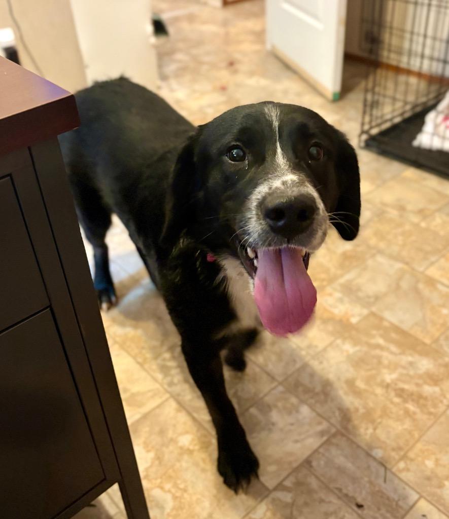 Eeyore, Adoptable, Young Male Australian Shepherd & Labrador Retriever.