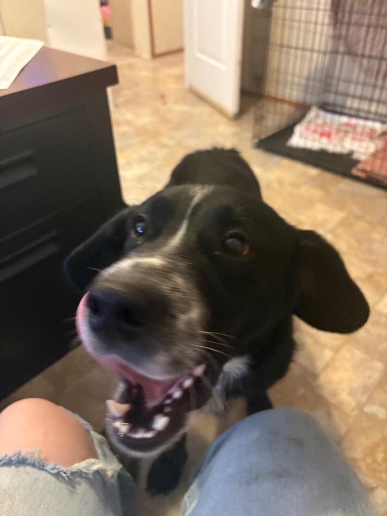 Enlarge Eeyore, a Adoptable mixed breed in Parsons, WV image 2/4