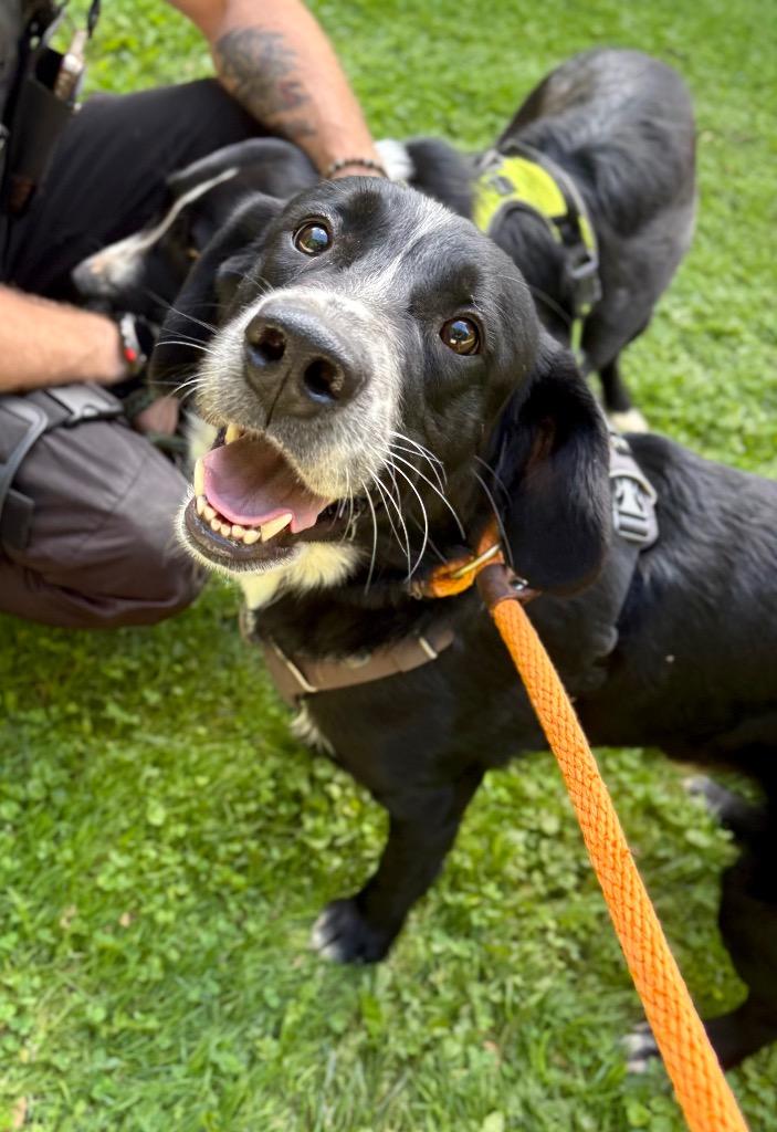Enlarge Eeyore, a Adoptable mixed breed in Parsons, WV image 3/4