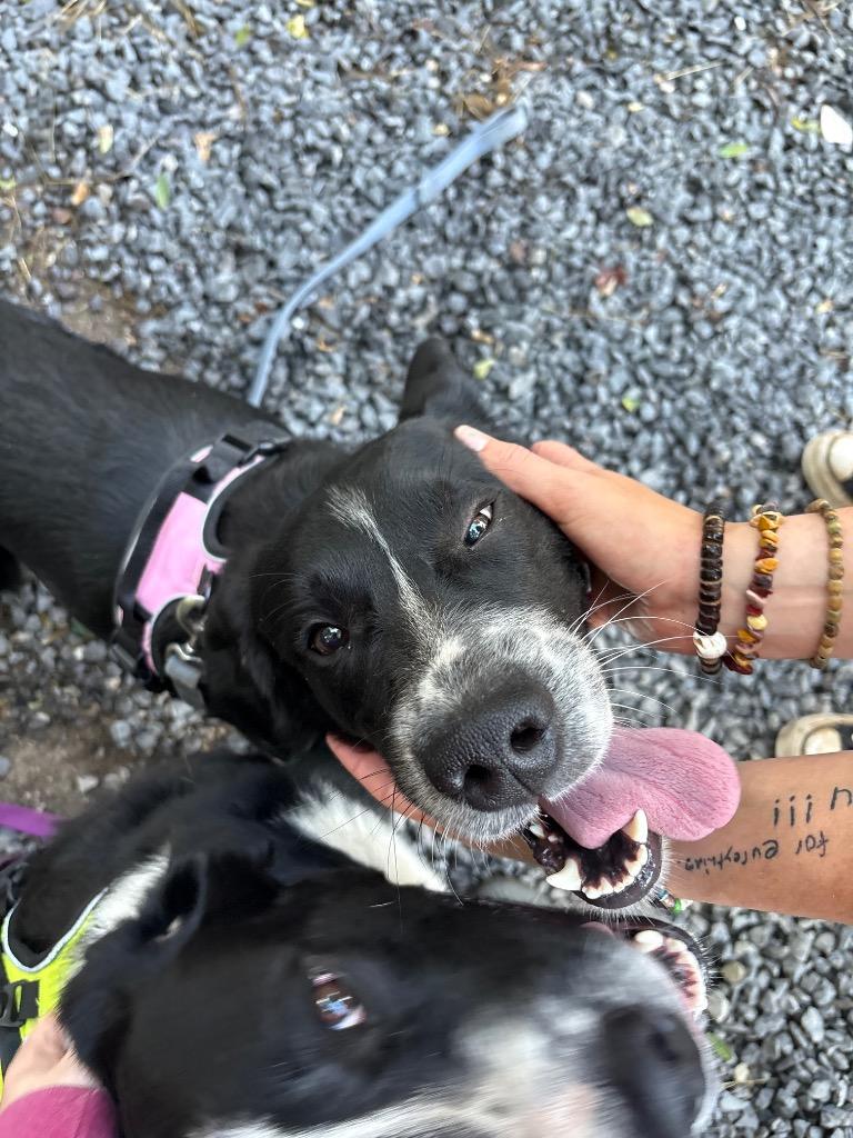 Enlarge Eeyore, a Adoptable mixed breed in Parsons, WV image 4/4