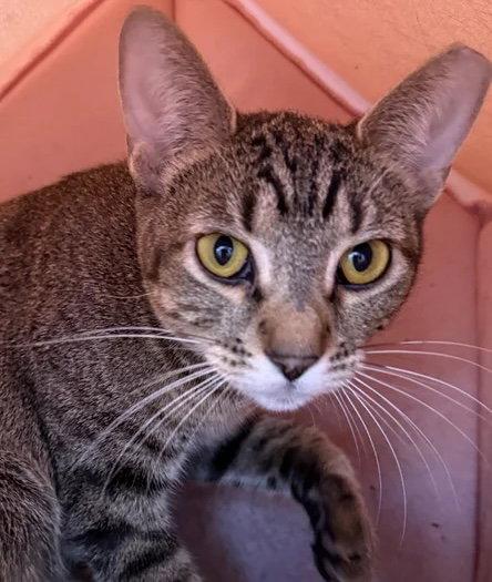 Tia, Adoptable, Young Female Manx.