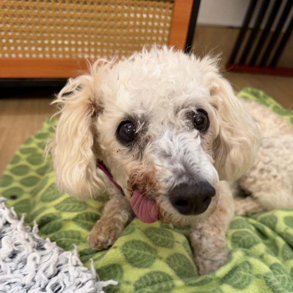 Vianey Arana 14322, Adoptable, Senior Female Poodle.