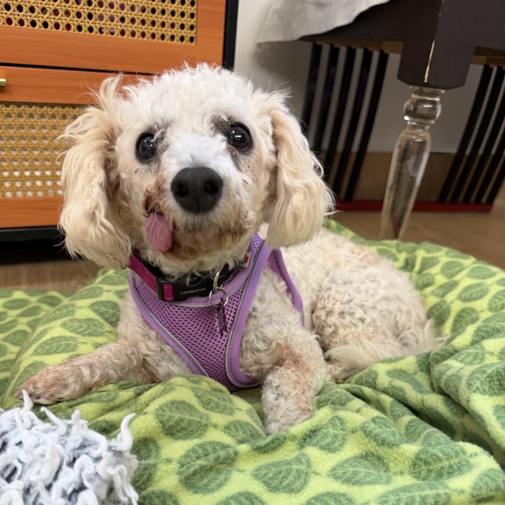 Vianey Arana 14322, a Adoptable Poodle in San Francisco, CA image 2/6