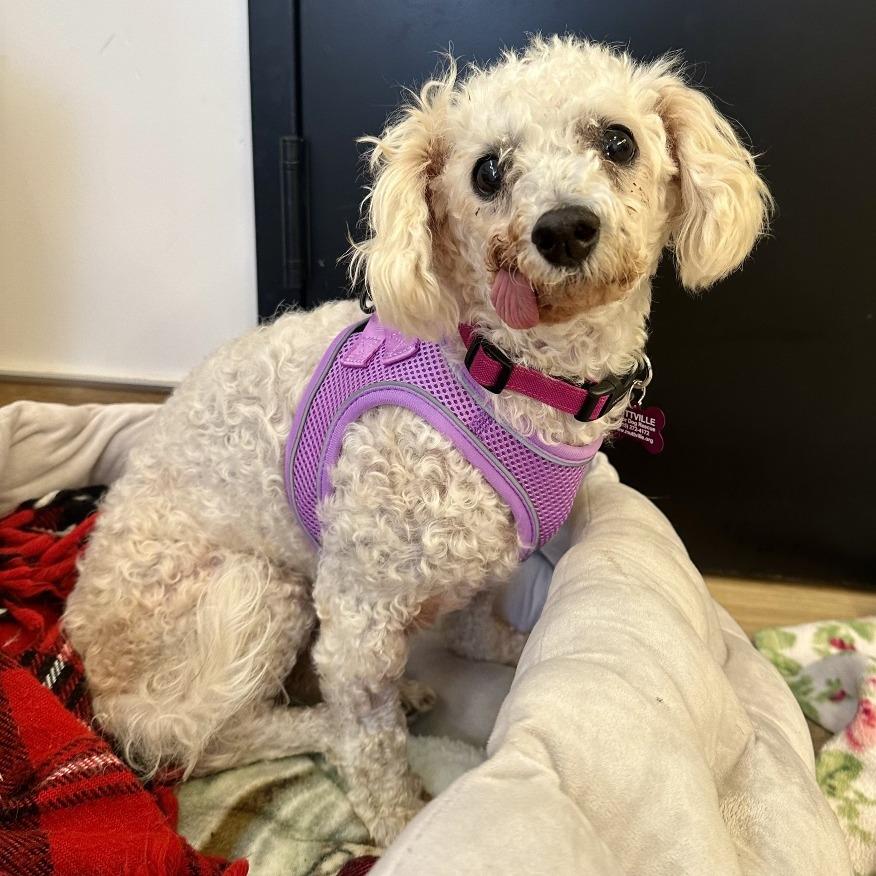 Vianey Arana 14322, a Adoptable Poodle in San Francisco, CA image 3/6