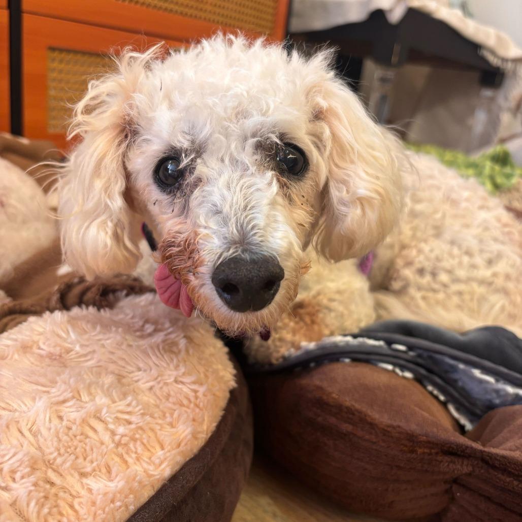 Vianey Arana 14322, a Adoptable Poodle in San Francisco, CA image 5/6