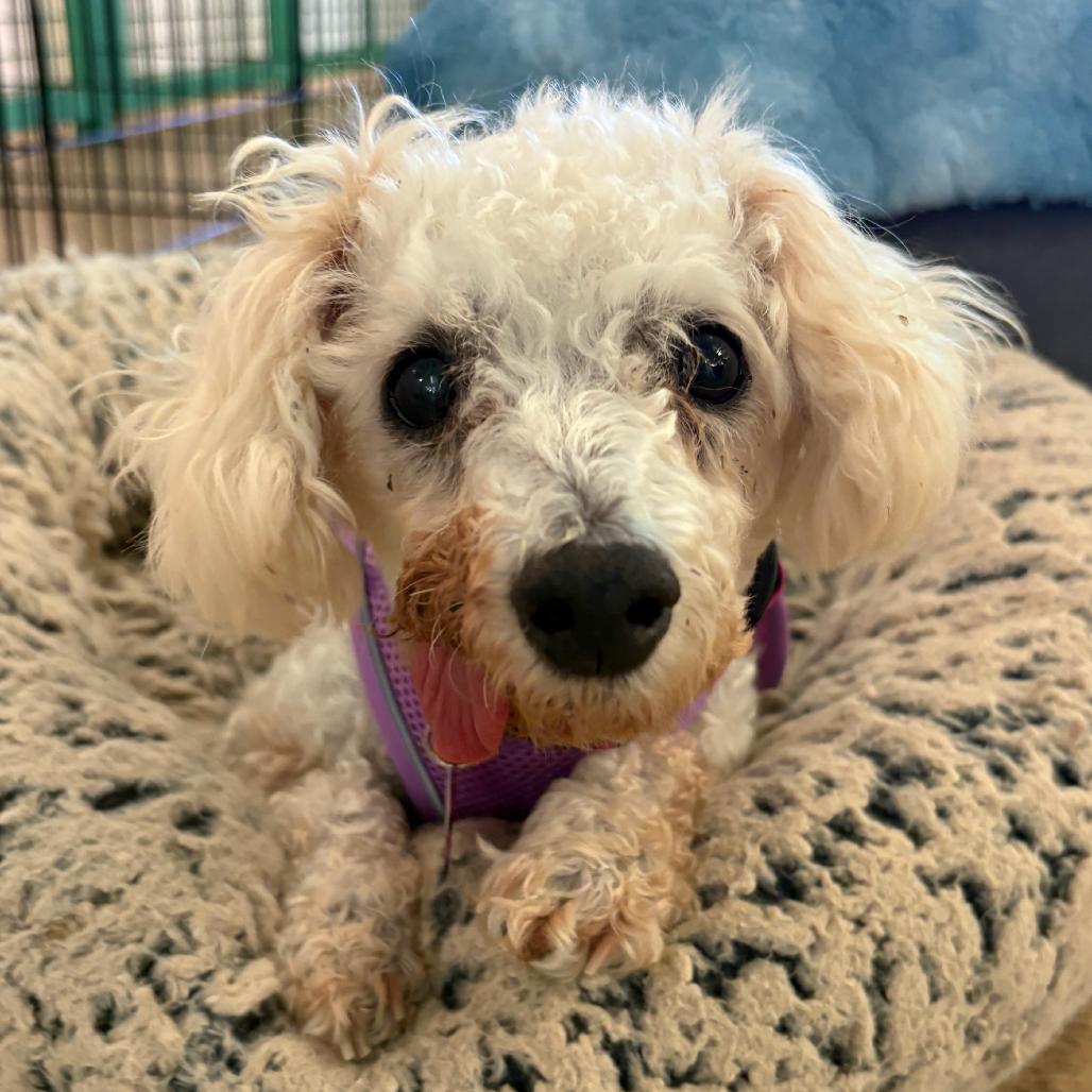 Vianey Arana 14322, a Adoptable Poodle in San Francisco, CA image 6/6