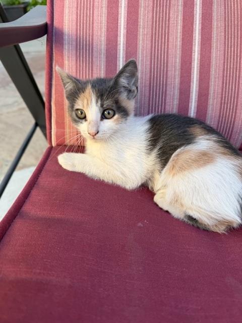 Yogurt, adopted, Kitten Female Calico.