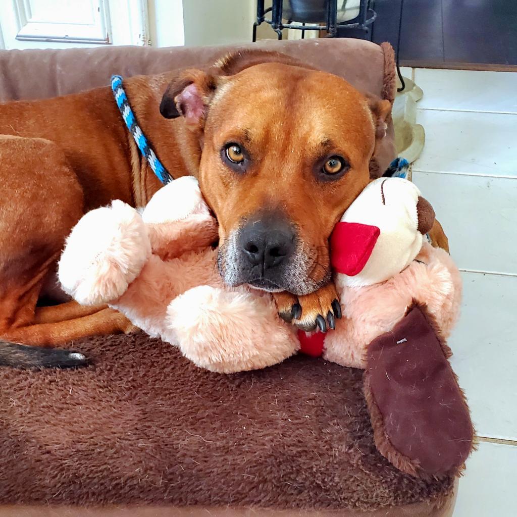 Kenneth, a Adoptable mixed breed in Houston, TX image 1/6